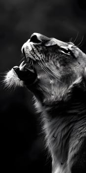 Savannah Lioness Roaring photo
