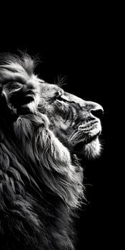 Regal Lion Mane Portrait photo