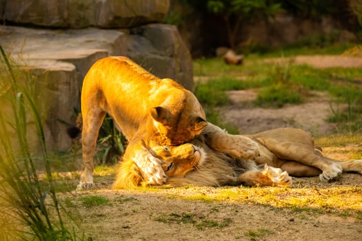 Pair adult Lions playing in zoological garden photo