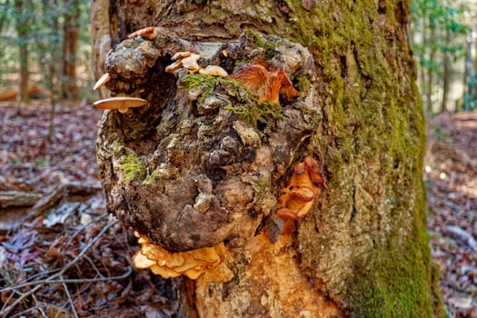 Variety of fungi on a burl photo