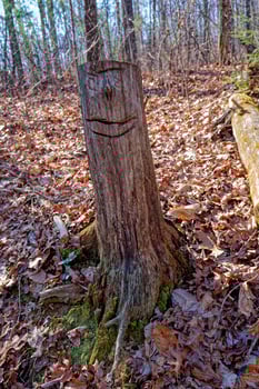 Hand cut face on a tree photo