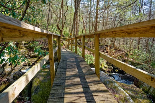 Through a wooden bridge in the forest photo