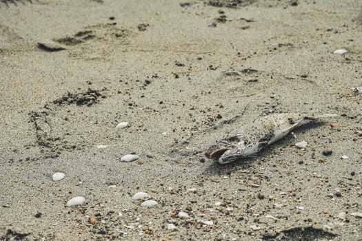 The surface of the sand with decomposing fish corpses and shell fragments on the beach indicates a problem with the marine environment. photo