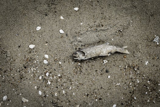 The top-view of rotting and dead fish carcasses on the sand indicate marine environmental problems such as garbage in a vintage tone background. photo