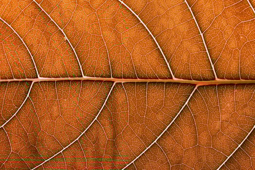autumn leaf texture close up, macro shot of orange leaves photo