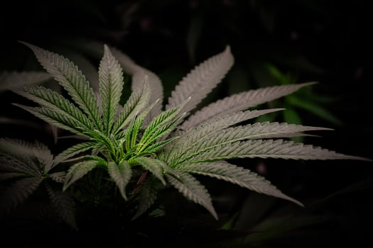 Close-up of beautiful green cannabis plant shoots and hemp leaf textures in the dark black vintage tone background for concept of CBD with THC and medical herbs. photo