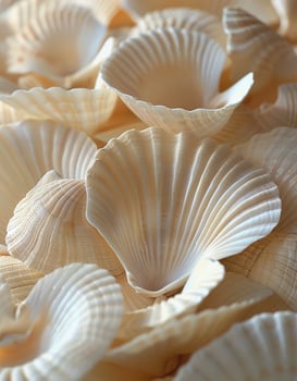 Close Up of White and Brown Scallop Shells photo