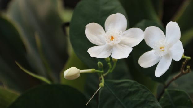 Close up Coral swirl flower ortellicherry bark of Wrightia antidysenterica, is a flowering plant in the genus Wrightia with leaf natural background in the garden. photo