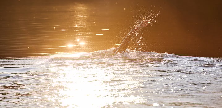 Triathlon athlete swimming on lake in sunrise wearing wetsuit photo