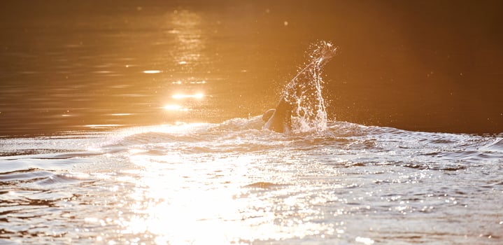Triathlon athlete swimming on lake in sunrise wearing wetsuit photo