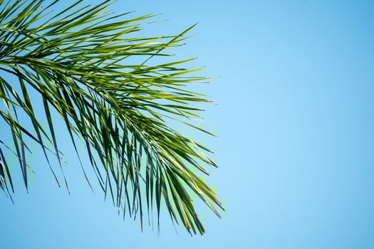 palm tree branches on blue background photo