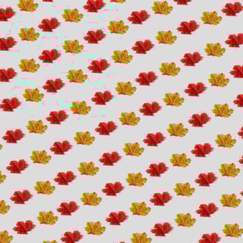 Trendy autumn or fall pattern made with colorful fallen leaves on white background. Minimal autumn leaves composition. Nature flat lay. Creative season concept. Autumn aesthetic. photo