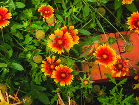 last of the painted daisies for the year photo