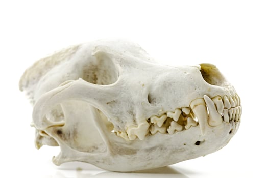 Trophy Wolf Skull photo