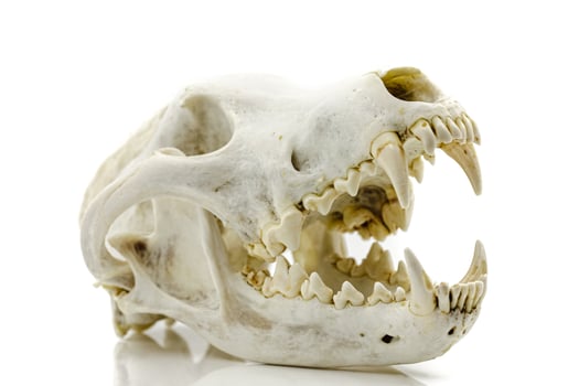 Trophy Wolf Skull photo
