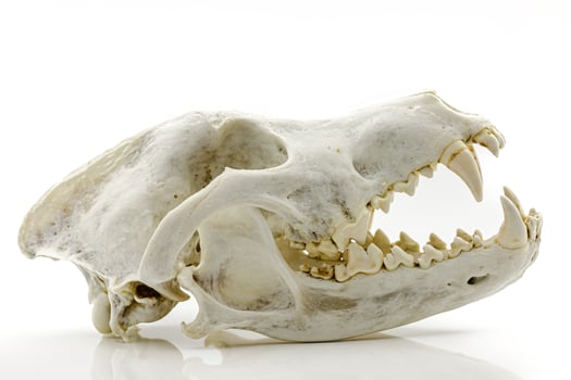 Trophy Wolf Skull photo