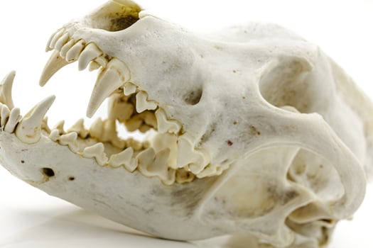 Trophy Wolf Skull photo