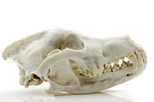 Trophy Wolf Skull photo