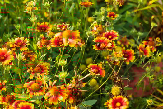 another bee working hard in the Firewheel section of the flower garden photo