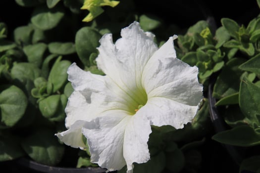 a white flower in a pot with green leaves photo