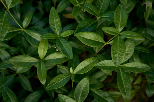 periwinkle in the garden, plant background photo