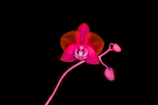 Orchid flower in bloom, abstract floral art background photo