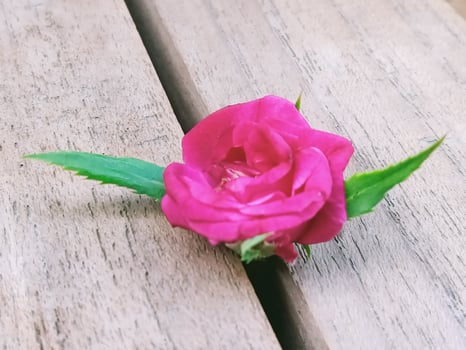 Garden roses on wood photo