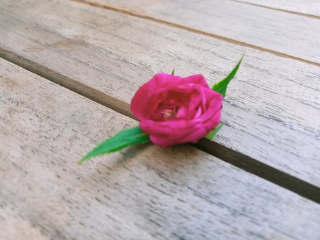 Garden roses on wood photo