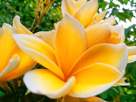 Close-up horizontal view of yellow cempaka flower photo