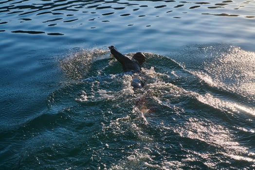 Triathlon athlete swimming on lake in sunrise wearing wetsuit photo
