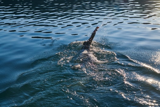 Triathlon athlete swimming on lake in sunrise wearing wetsuit photo