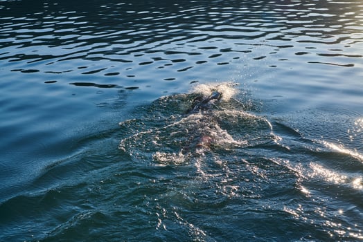 Triathlon athlete swimming on lake in sunrise wearing wetsuit photo