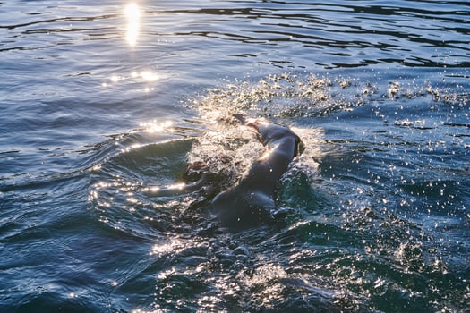 Triathlon athlete swimming on lake in sunrise wearing wetsuit photo