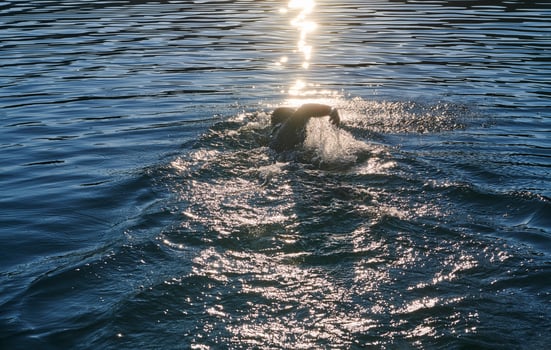 Triathlon athlete swimming on lake in sunrise wearing wetsuit photo