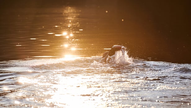Triathlon athlete swimming on lake in sunrise wearing wetsuit photo