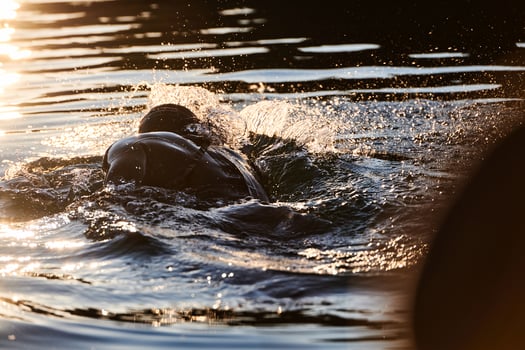 Triathlon athlete swimming on lake in sunrise wearing wetsuit photo