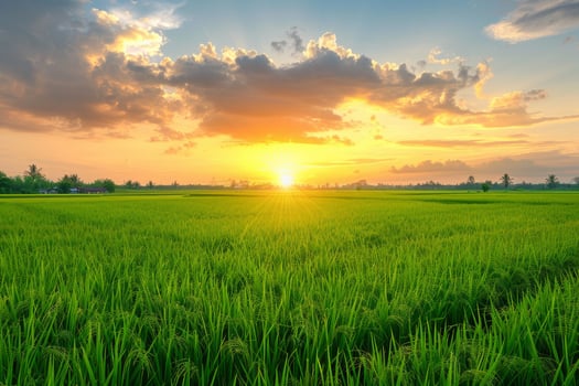 Golden Sunset Over Rice Paddy Fields photo