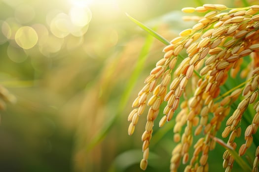 Golden Rice Crops in a Lush Green Field photo