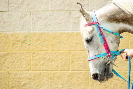 portrait of a thoroughbred horse at a equestrian competition photo