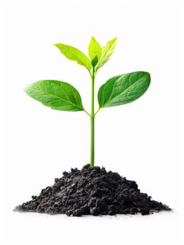 Green plant sprout growing from soil. Isolated on white. photo
