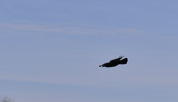 black birds flying on a cloudy sky photo