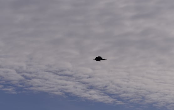 black birds flying on a cloudy sky photo