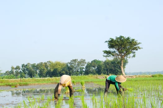 2 farmers are planting rice in the traditional way without using machines and wearing traditional hats made from woven bamboo in the morning photo