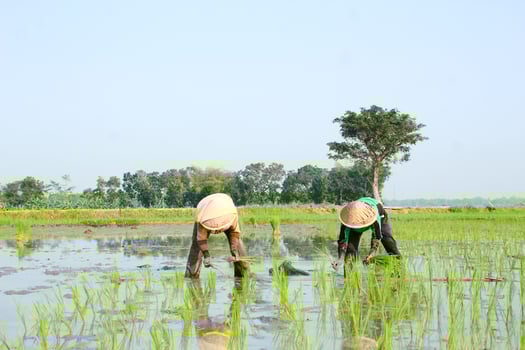 2 farmers are planting rice in the traditional way without using machines and wearing traditional hats made from woven bamboo in the morning photo