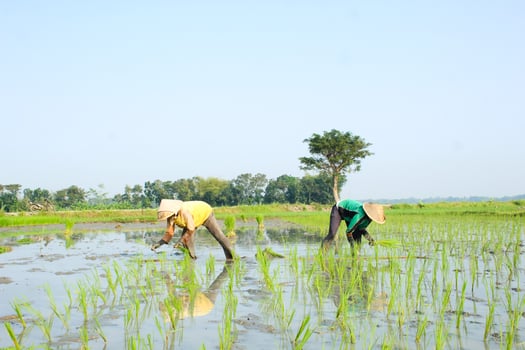 2 farmers are planting rice in the traditional way without using machines and wearing traditional hats made from woven bamboo in the morning photo