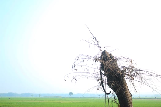 old gray trunk beside way in field photo