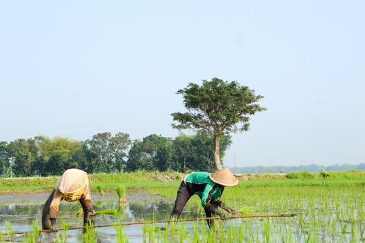 2 farmers are planting rice in the traditional way without using machines and wearing traditional hats made from woven bamboo in the morning photo