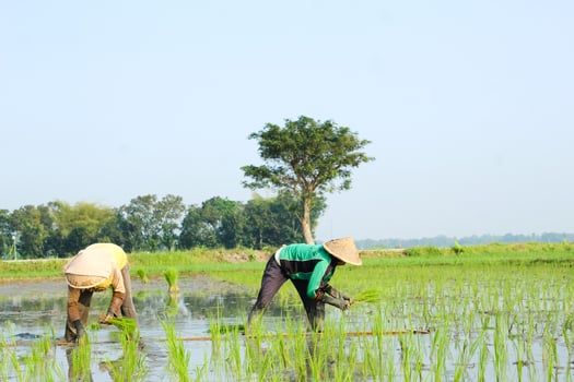 2 farmers are planting rice in the traditional way without using machines and wearing traditional hats made from woven bamboo in the morning photo