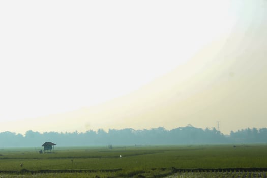 Photo of a rice field view with a hut in the middle.