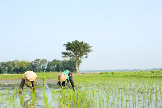 2 farmers are planting rice in the traditional way without using machines and wearing traditional hats made from woven bamboo in the morning photo